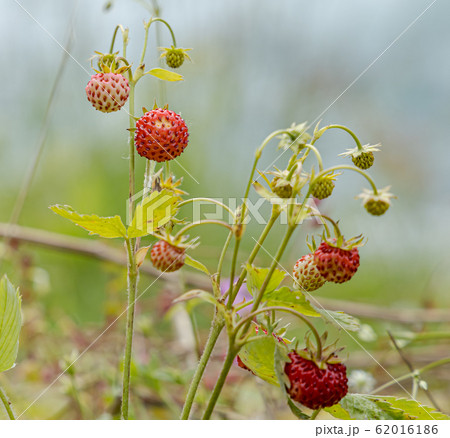 Berry of ripe strawberries close up. Nature of 62016186