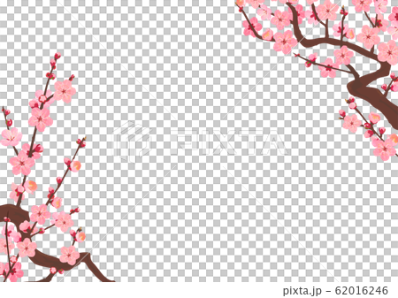 梅の枝と花のフレーム01 62016246