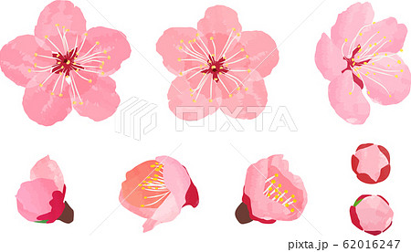 梅の花 開花 つぼみ セットのイラスト素材