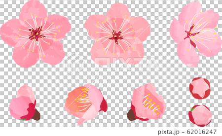 梅の花 開花 つぼみ セットのイラスト素材