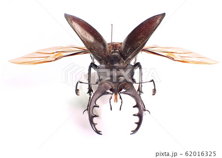 ミヤマクワガタ Lucanus maculifemoratus ミヤマクワガタ Lucanus maculifemoratus 62016325