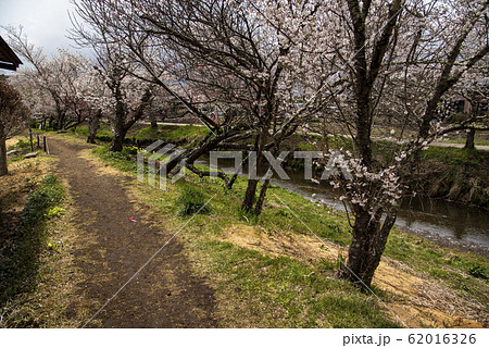 Japanese pink and white cherry sakura blossom 62016326