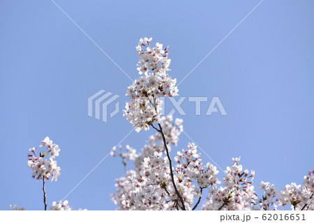 桜 桜 62016651