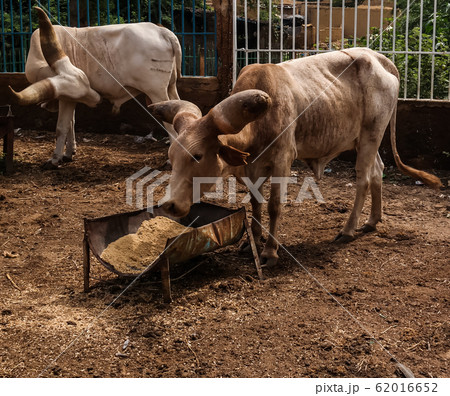 Portrait of ankole-watusi bighorned bull, Niamey, Portrait of ankole-watusi bighorned bull, Niamey, 62016652