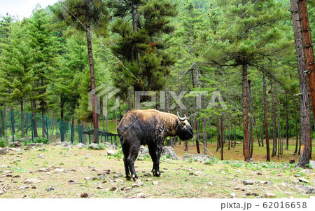 Portrait of takin, goat-cow animal, symbol of Portrait of takin, goat-cow animal, symbol of 62016658