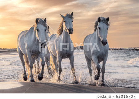 White horses in Camargue, France. 62016707
