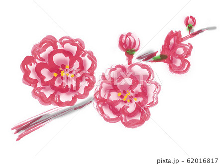 桃の花 花 桃 ピンク ピンク色 八重 枝 ひな祭り 雛祭り 桃の節句 白バック 白背景 手描き のイラスト素材