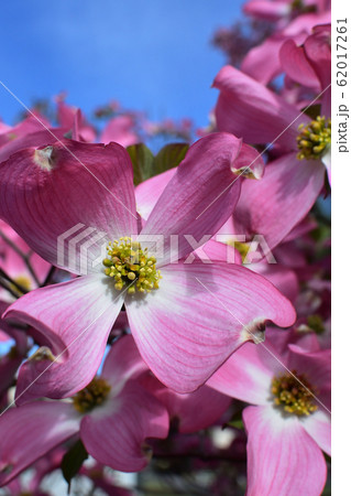 ハナミズキ 62017261