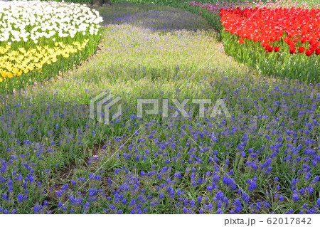 ムスカリ、アルメニアカム 62017842