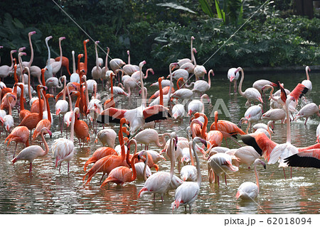 フラミンゴ 62018094