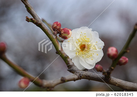 一輪咲いた 梅の花 1 一輪咲いた 梅の花 1 62018345