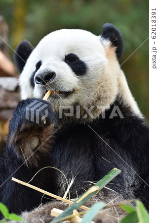 ジャイアントパンダ 62018391