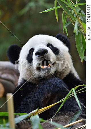 ジャイアントパンダ 62018416