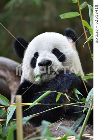 ジャイアントパンダ 62018418