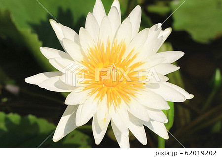 温帯スイレン 睡蓮 スイレン 62019202