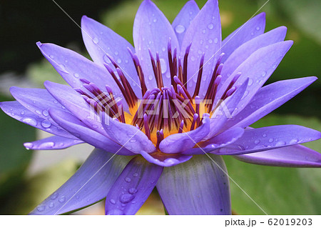 温帯スイレン 睡蓮 スイレン 62019203