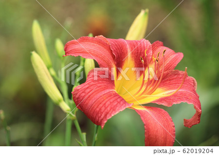 ニッコウキスゲ キスゲ デイリリー 62019204