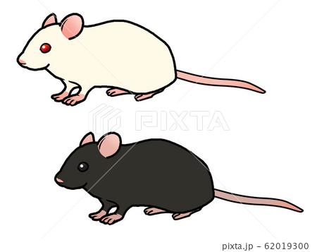実験動物マウス代表2種の近交系のイラスト素材
