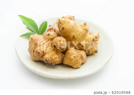 キクイモ キクイモ 62019566