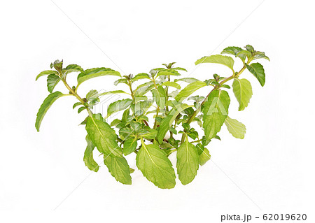 スイスミント スイスミント 62019620