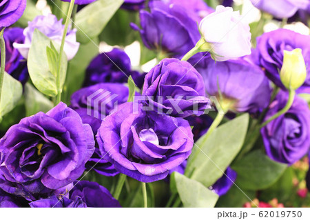 薔薇 バラ科 バラ 62019750