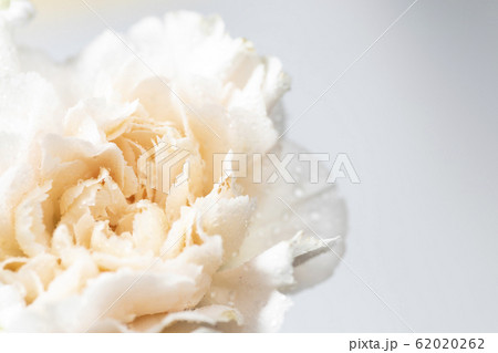 Still life of flowers on white background 62020262