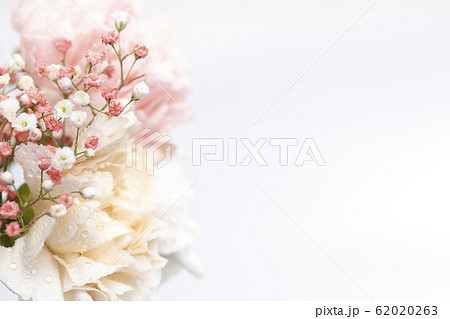 Still life of flowers on white background 62020263
