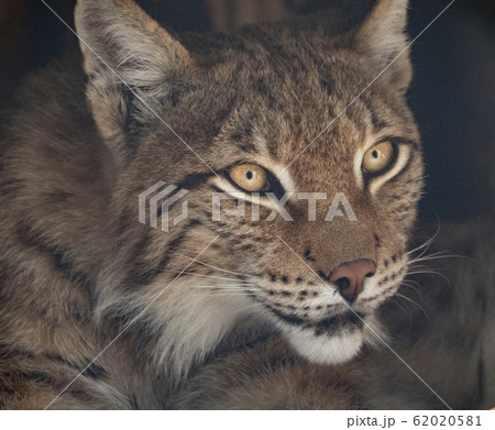 Lynx looks with predatory eyes from the shelter 62020581
