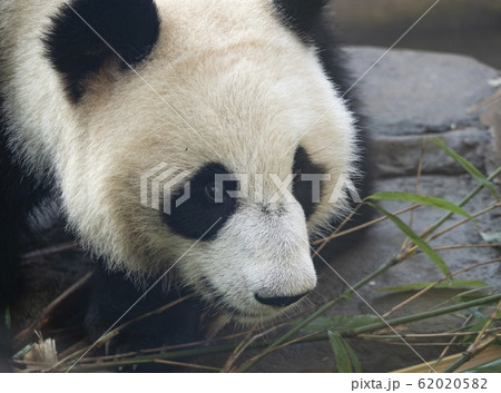 Panda goes on a background of green grass 62020582