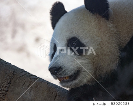 Panda goes on a background of green grass 62020583