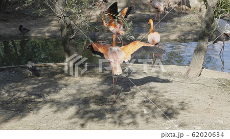 Flock of Greater Flamingo, nice pink big bird, 62020634