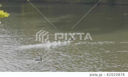 Goose on walk floating in the pond water. Goose on walk floating in the pond water. 62020876