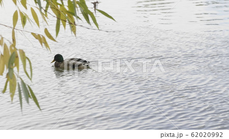 Goose on walk floating in the pond water. Goose on walk floating in the pond water. 62020992