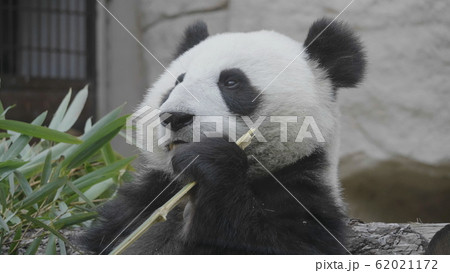 Panda eat juicy bamboo branches for lunch 62021172