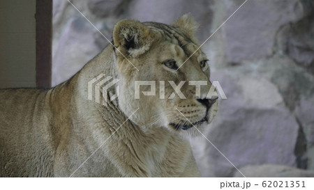 Portrait lioness basking in the warm sun after 62021351