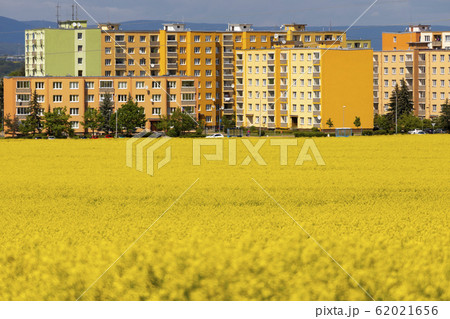 Zatec town and rapeseed field in northern Bohemia, Zatec town and rapeseed field in northern Bohemia, 62021656