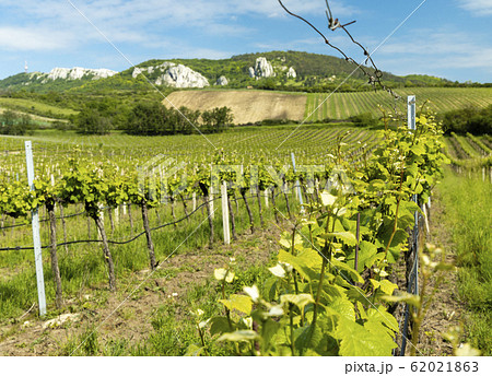 vineyards, Palava, Moravia region, Czech Republic vineyards, Palava, Moravia region, Czech Republic 62021863