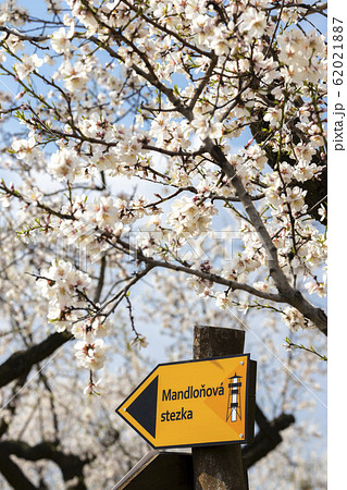 Sign "almond trail" in Almond tree orchard in Sign "almond trail" in Almond tree orchard in 62021887