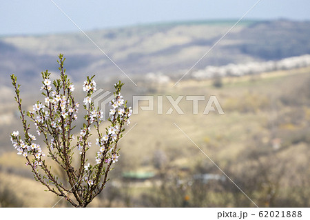 Almond tree orchard in Hustopece, South Moravia, Almond tree orchard in Hustopece, South Moravia, 62021888