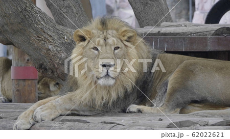 Portrait lion basking in the warm sun after dinner Portrait lion basking in the warm sun after dinner 62022621