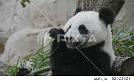 Panda eat juicy bamboo branches for lunch 62022628