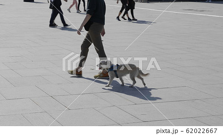 Wet Small White Dog next to Owner's Legs 62022667