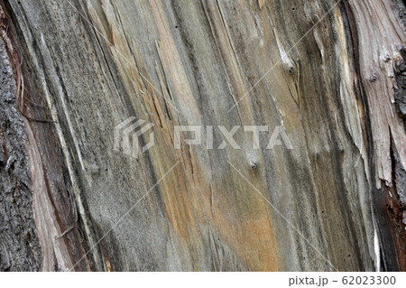 Light sketch of wood texture. Light sketch of wood texture. 62023300