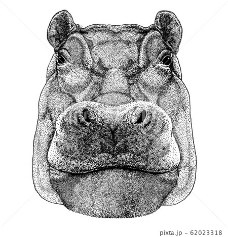Hippo Tattoo Images  Designs