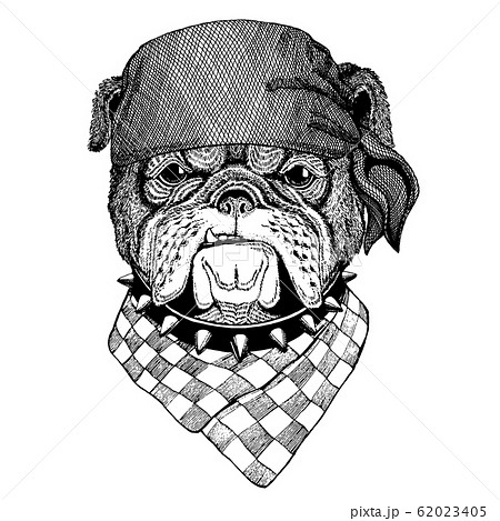 Bulldog Dog Wild Animal Wearing Pirate のイラスト素材