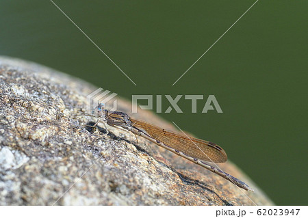 オツネントンボ（オス） 62023947