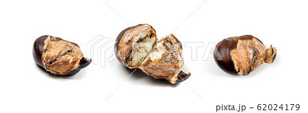 Edible Sweet Chestnuts, Healthy Autumn and Edible Sweet Chestnuts, Healthy Autumn and 62024179