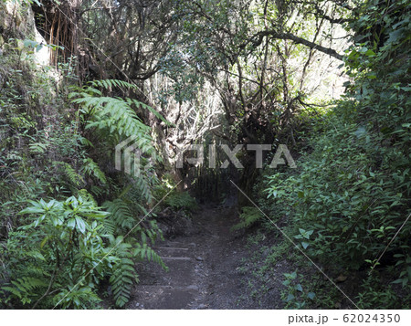Cobo da Galga nature park with path in beautiful mysterious Laurel forest, laurisilva in the northern part of La Palma, Canary Islands, Spain 62024350