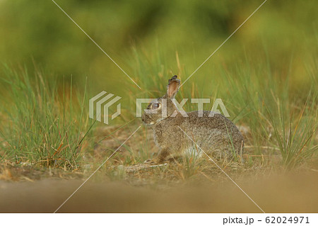 Rabbit on spring meadow during sunrise. Animal 62024971