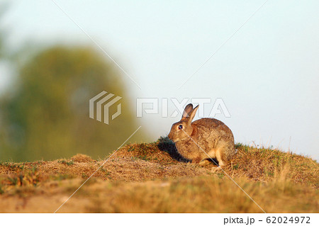 European rabbit or common rabbit, Oryctolagus European rabbit or common rabbit, Oryctolagus 62024972